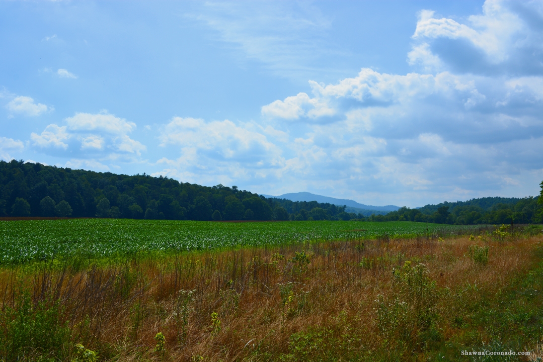 Biltmore Estate Fields