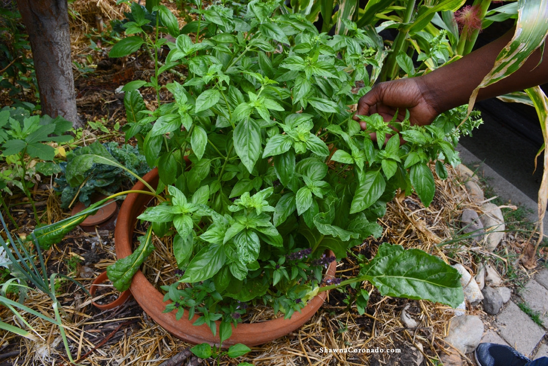 Ron Finley Basil