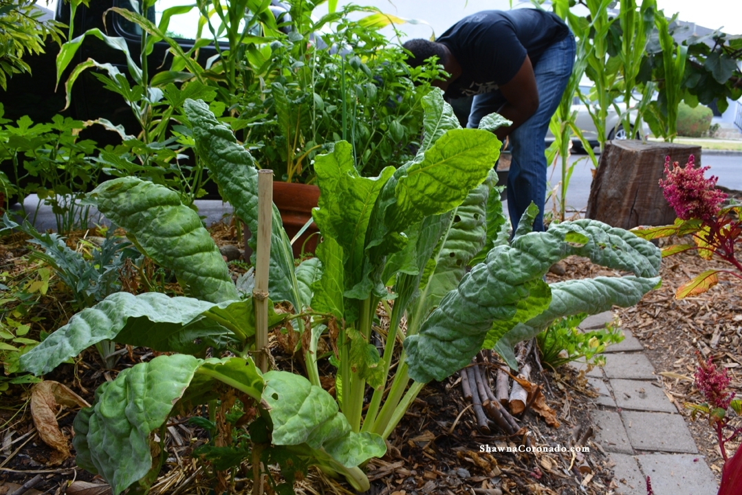 Ron Finley Gardening