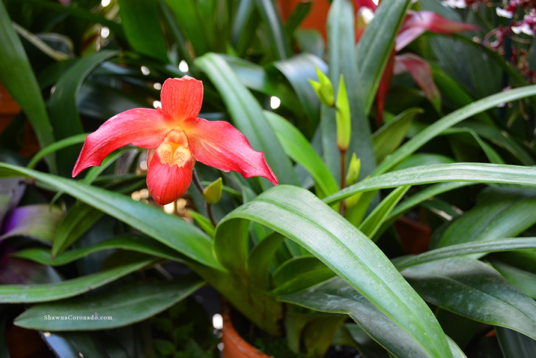 Biltmore Conservatory Orchid