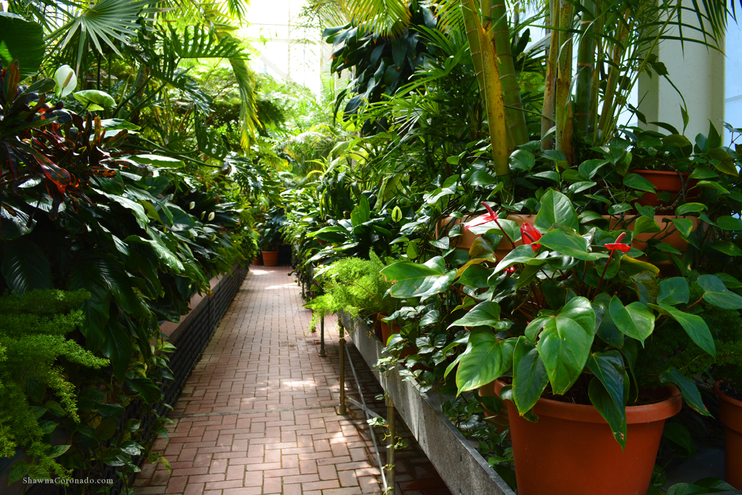 Biltmore Conservatory Plants