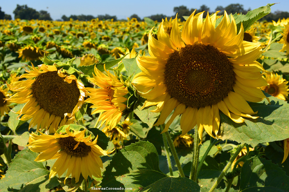 Sunflower Field Photo