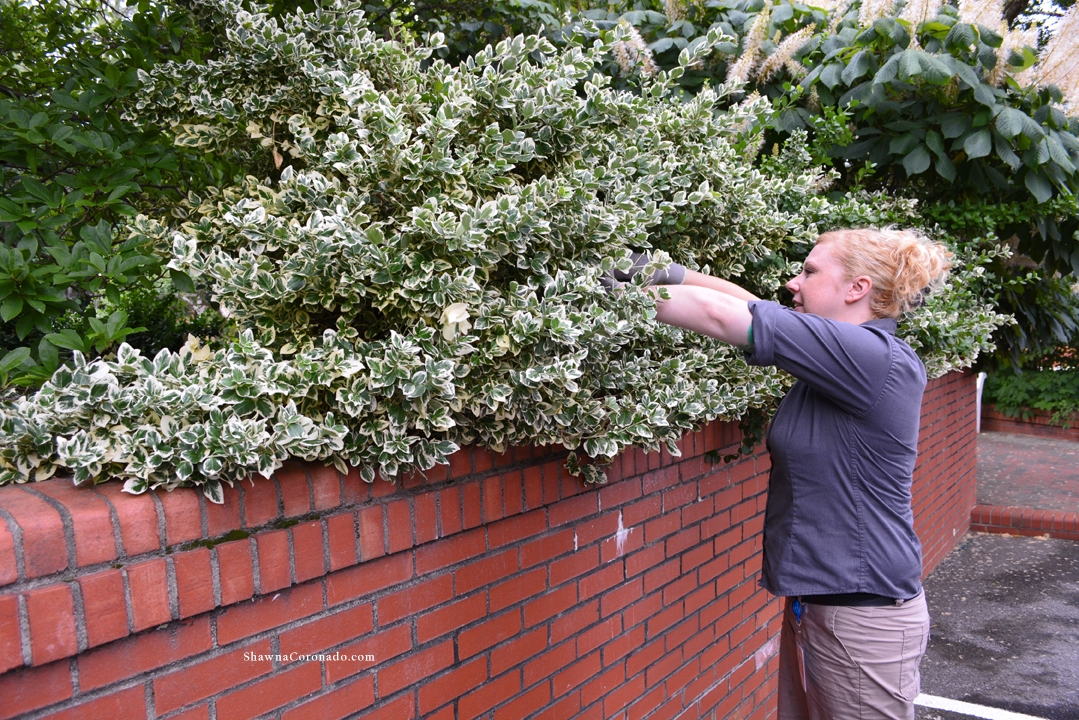 Flower Arranging Biltmore Foliage Cutting