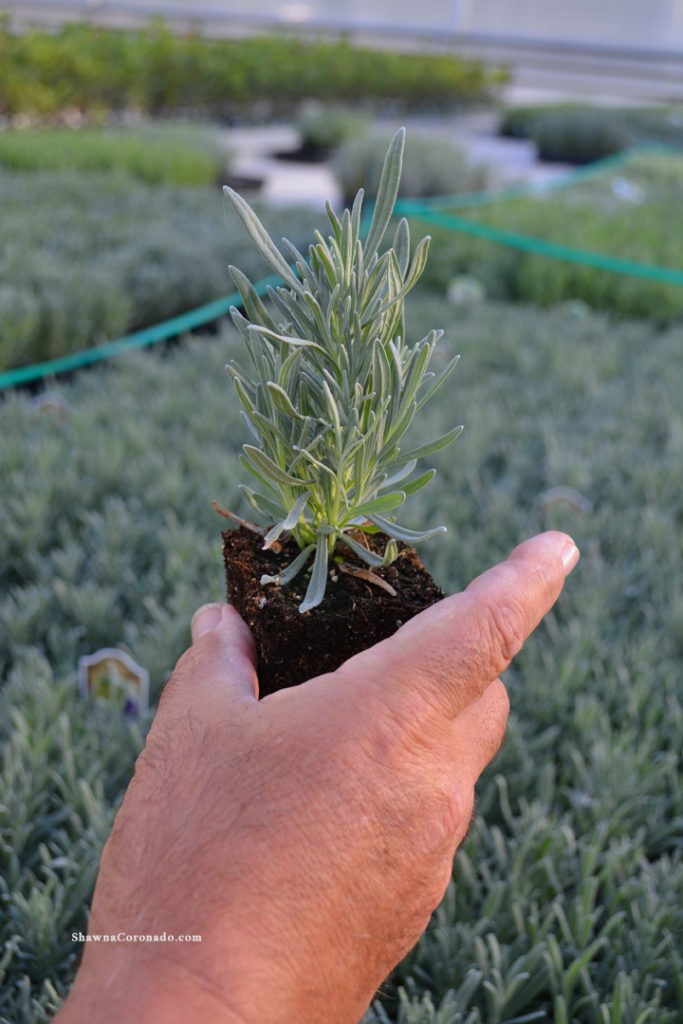 Lavender Baby Plant in hand photo