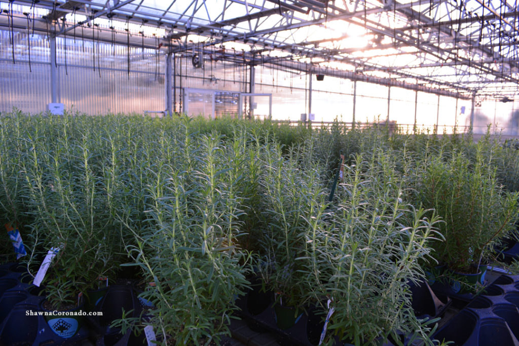 Lavender Nursery Photo Peace Tree Farm