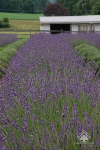 Peace Tree Farm Phenomenal Lavender