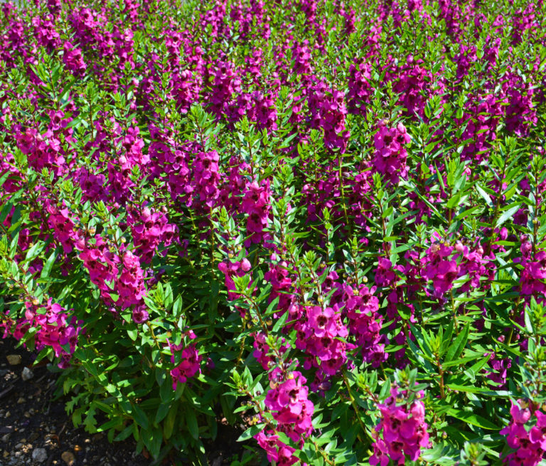 Angelonia flower angelonia augustifolia summer snapdragon growing tips