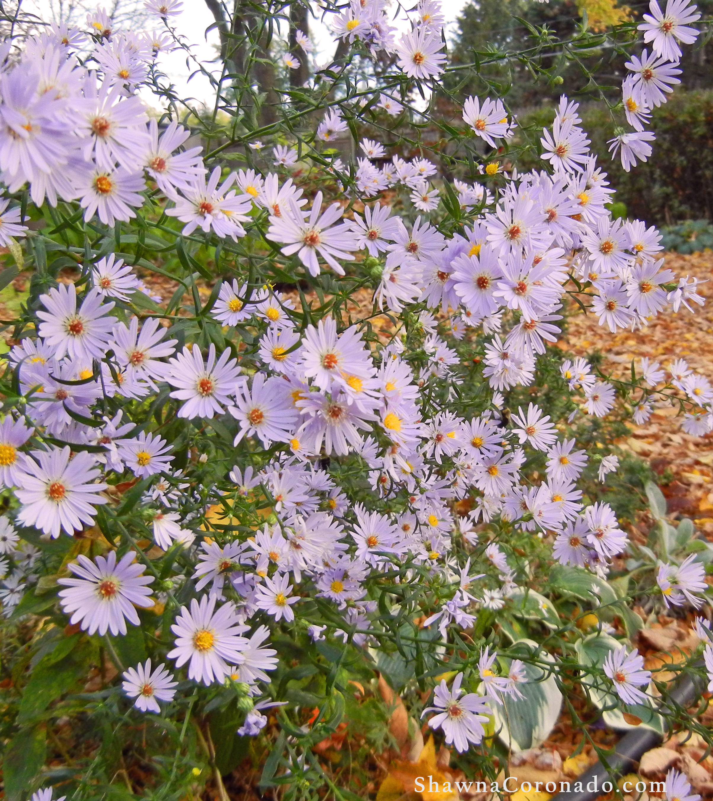 Plant Fall Blooming Aster Flowers