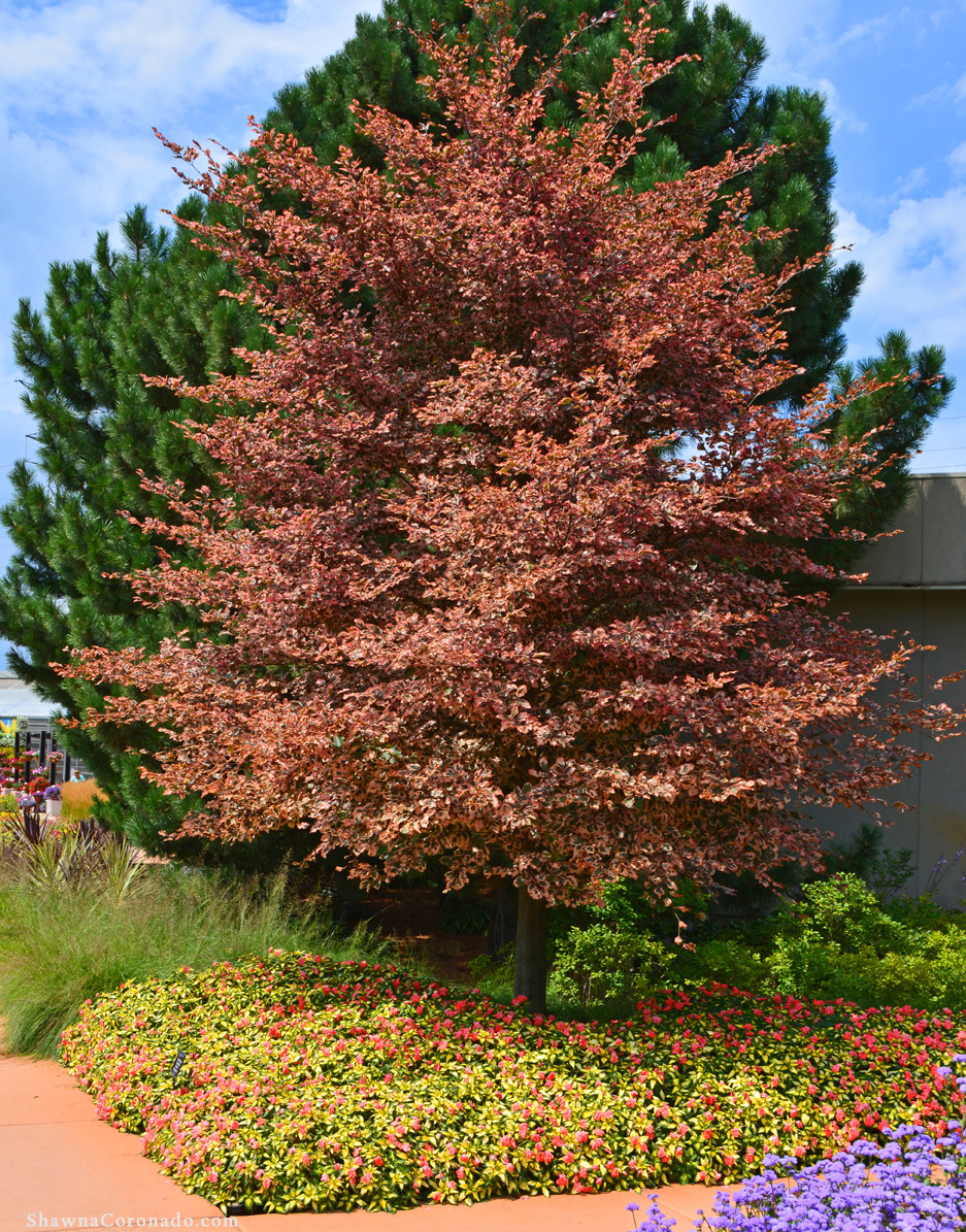 Beech tree
