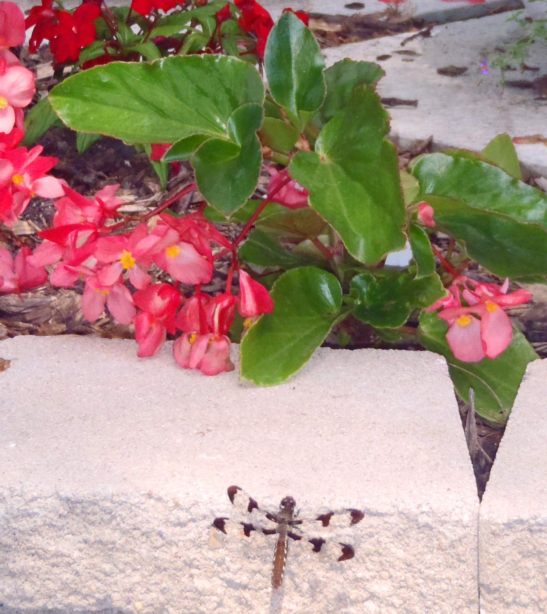 Dragon wing begonia growing tips