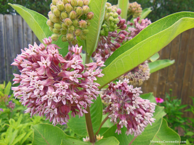 Milkweed for Monarch Butterfly