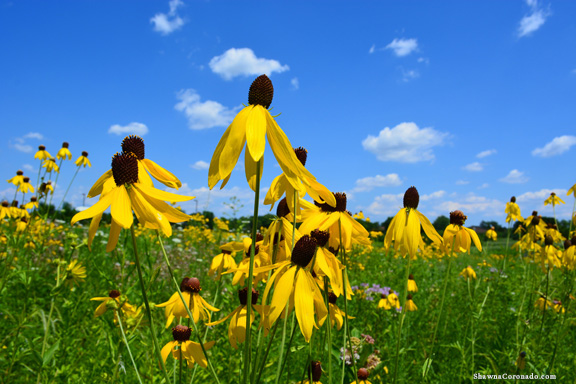 Native plant prairie