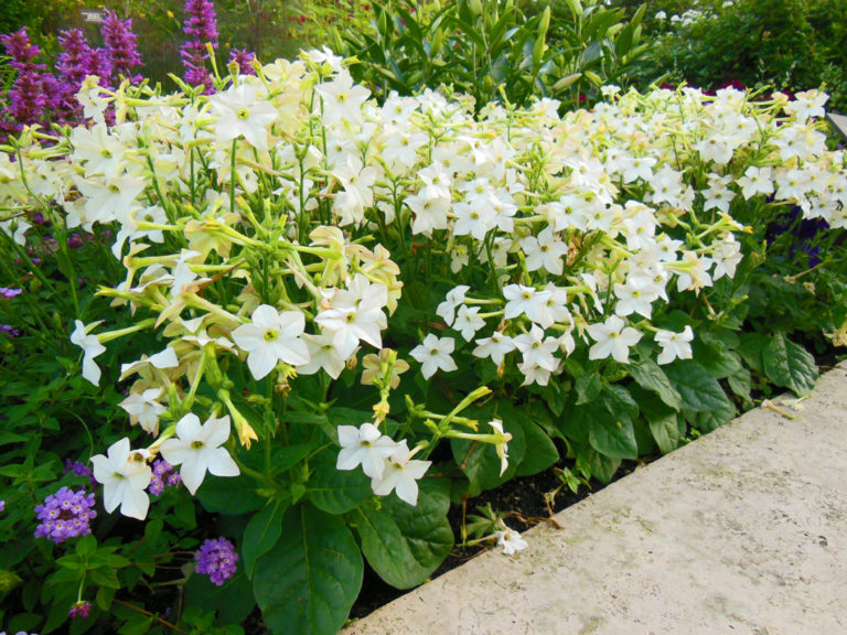 Flowering Tobacco Nicotiana Growing Tips