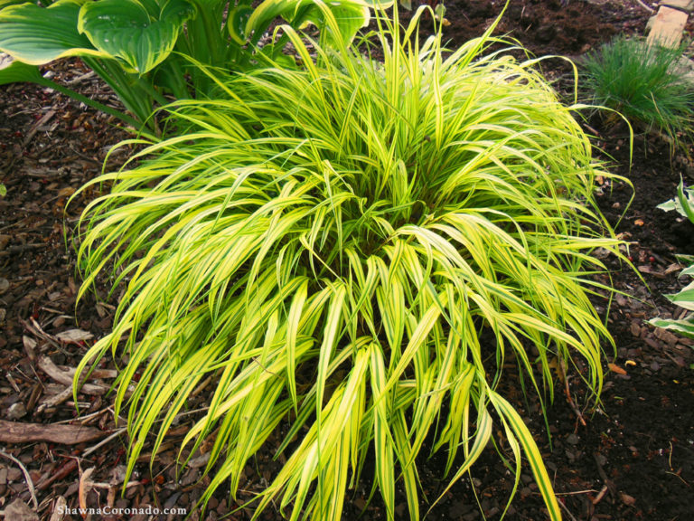 How to Grow Ornamental Hakonechloa Grass