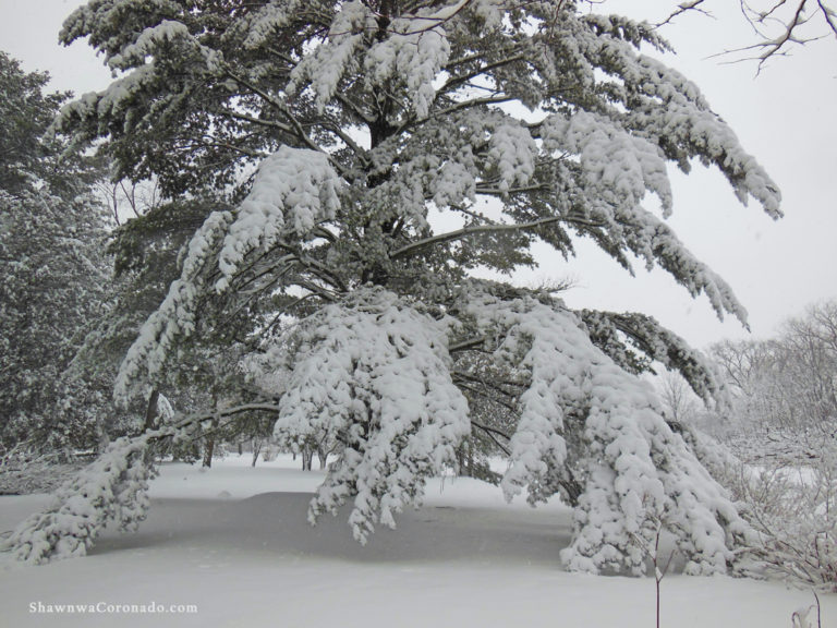 Pine Tree in Snow