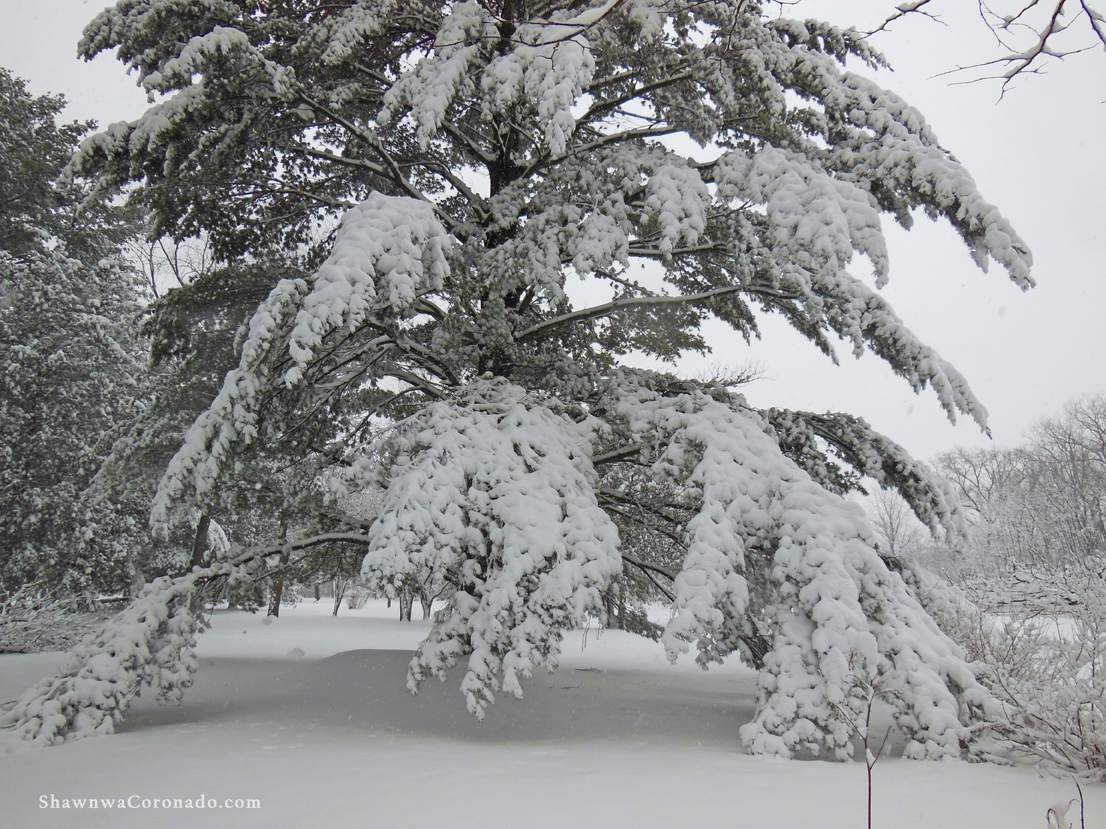 Pine Trees for Winter Interest Landscaping ⋆ Shawna Coronado