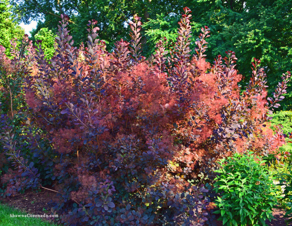 Smoketree Burgundy