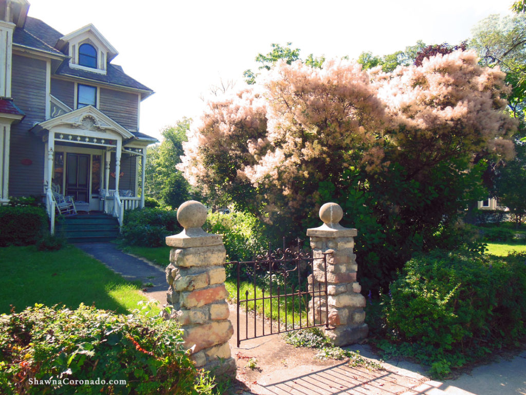 Smoketree Shrub Front Garden