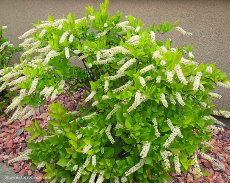 Grow Summersweet Clethra as a Wet Soil Garden Solution