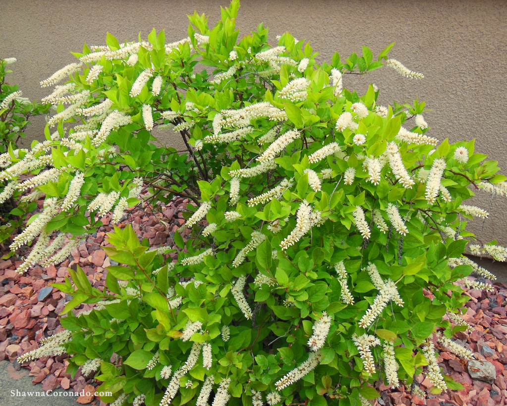 Summersweet clethra is a wet soil garden solution