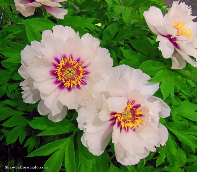 Tree peony shrubs