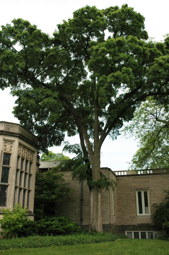 Hybrid elm tree( Ulmus hybrids )