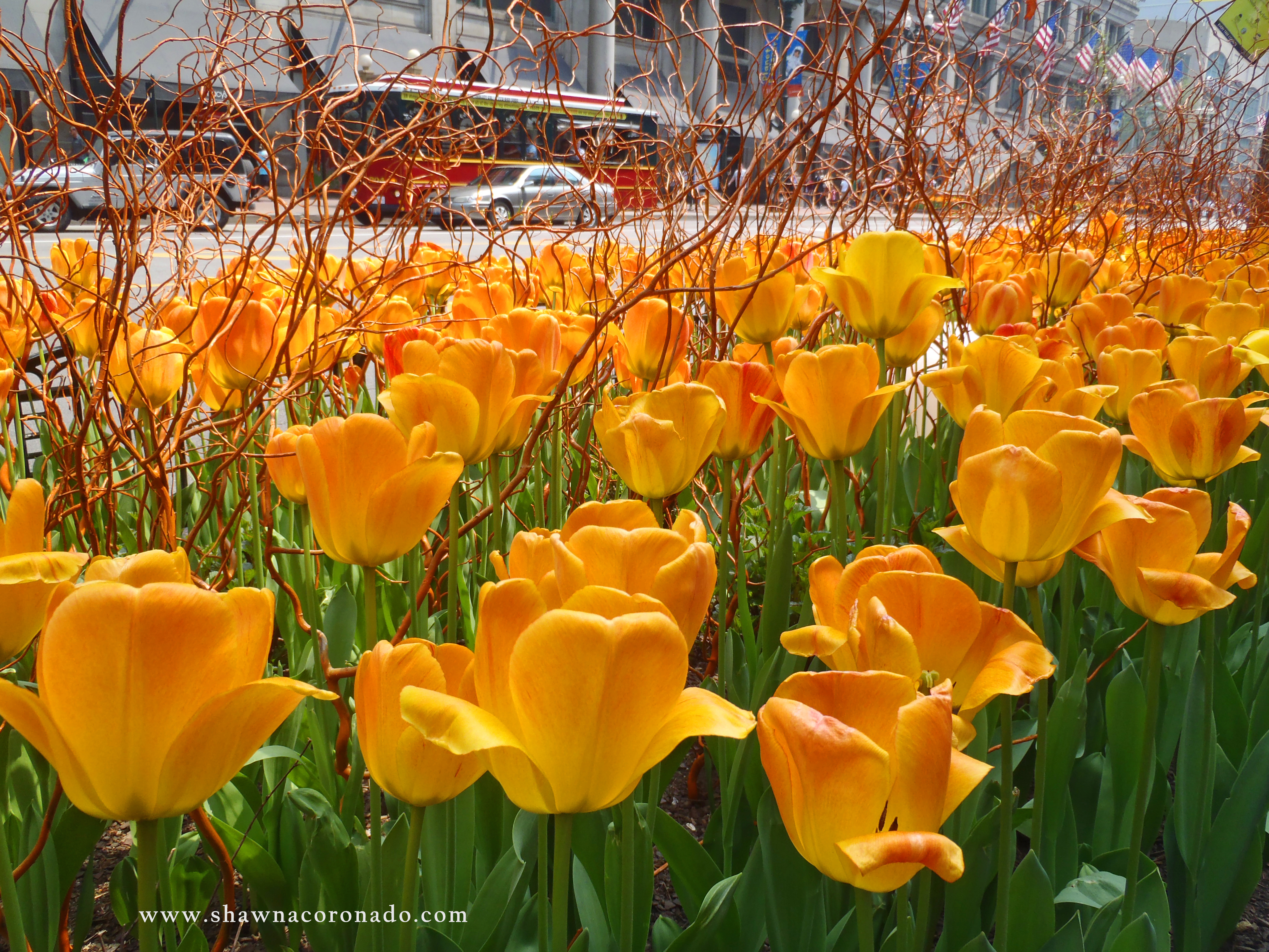 How to Grow Tulip Bulbs