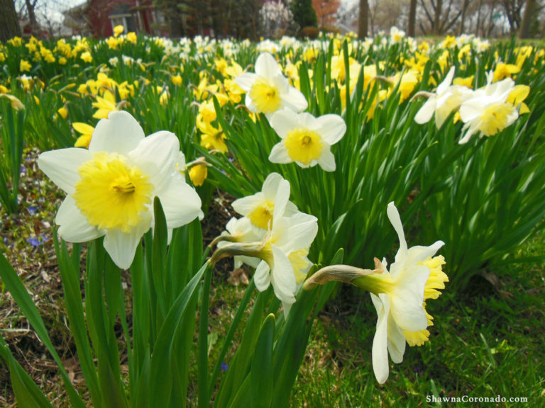 How to Grow Daffodils in Your Garden