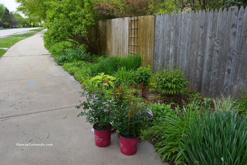 easy care shrub roses