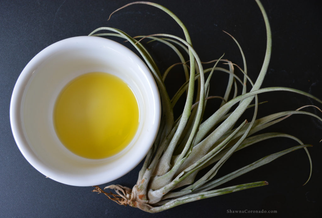 Greek Olive Oil and air plant