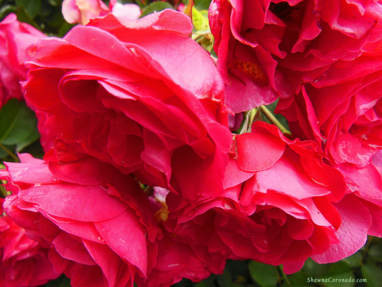 How to Organically Fertilize Roses
