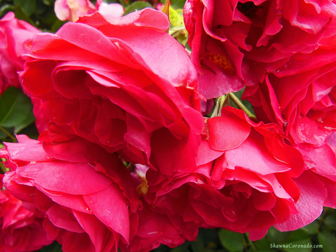 fertilize roses organically 