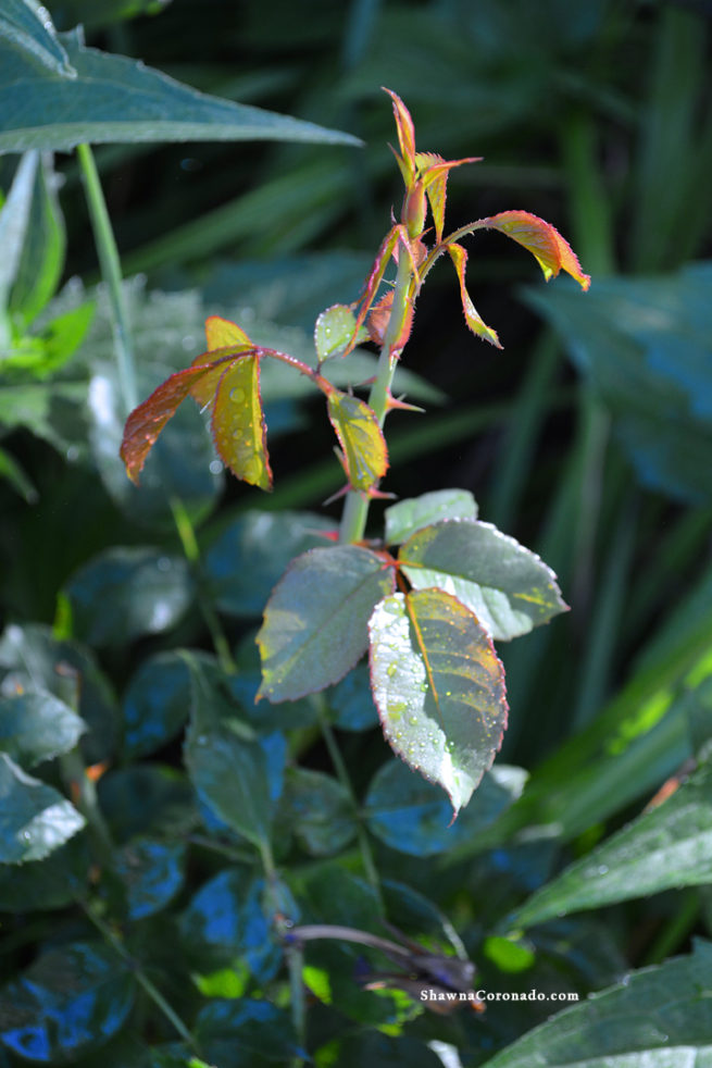 Roses Shrub Easy Elegance Roses Shrub Tips shawnacoronado