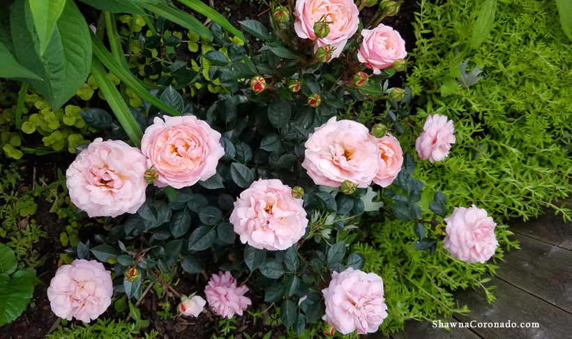 Easy Elegance® Fall Rose Maintenance Tips