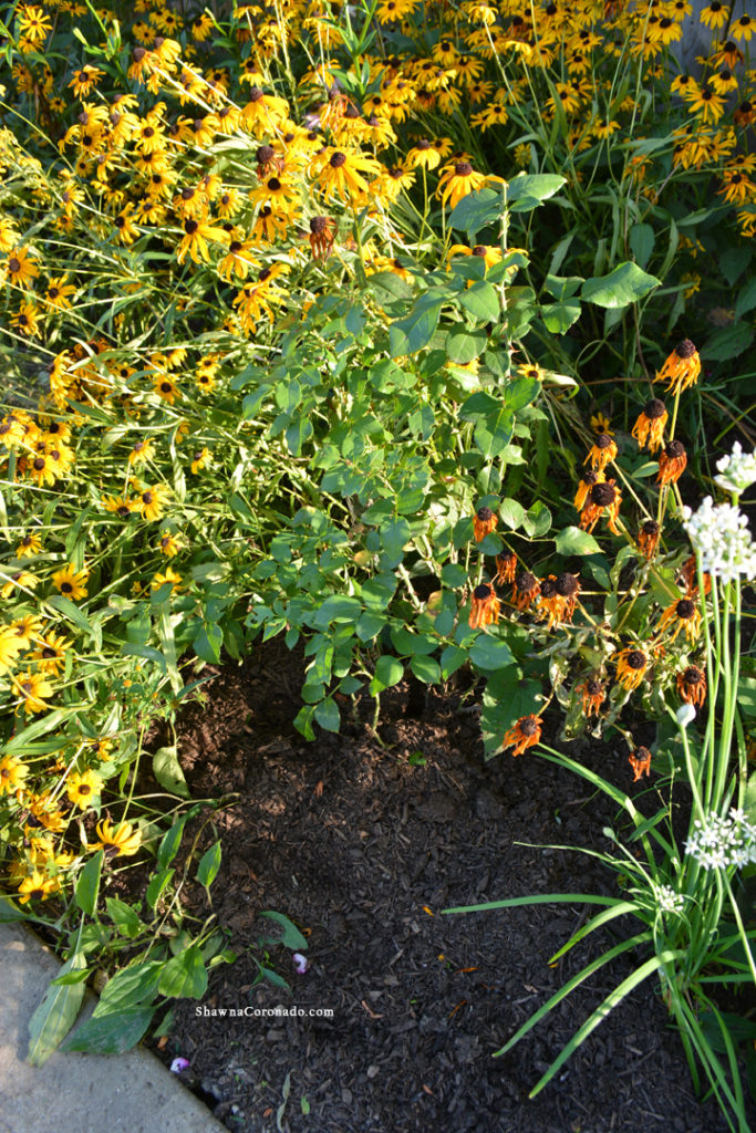 Easy Elegance Roses Mulch