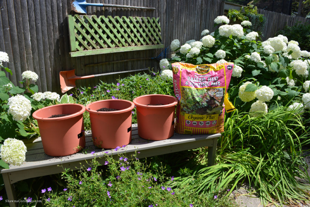 Kellogg Soil Tomato Growing