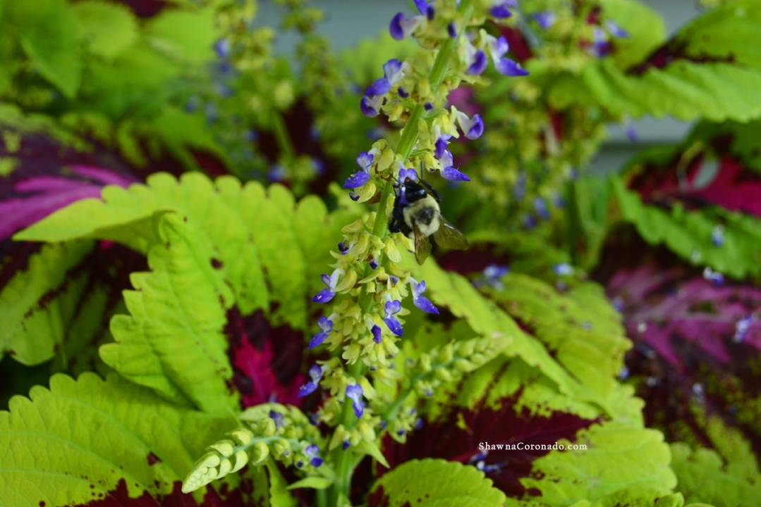 Bee on Kong Coleus