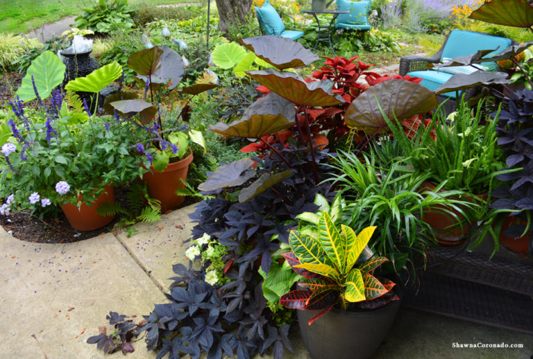 Design Container Gardens with Colocasia ‘Distant Memory’