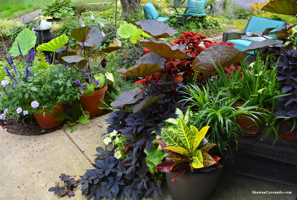 Colocasia Distant Memory in Container Gardens