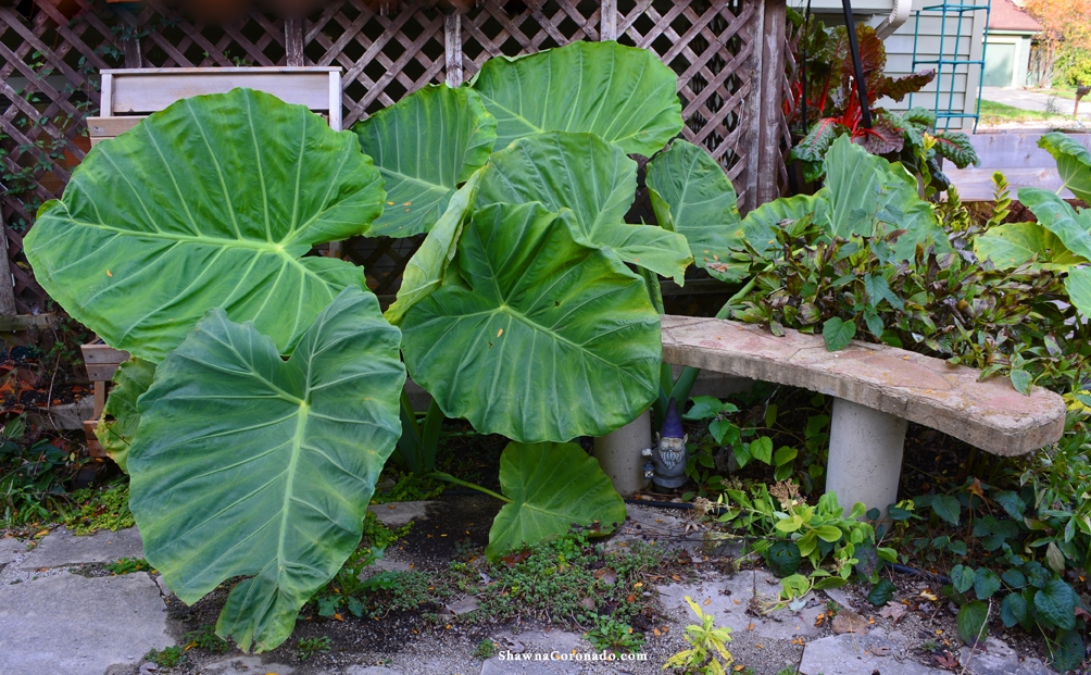 Colocasia Thailand Giant in Garden