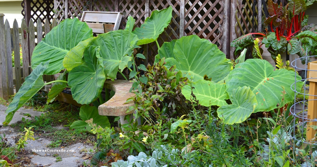 Colocasia Thailand Giant