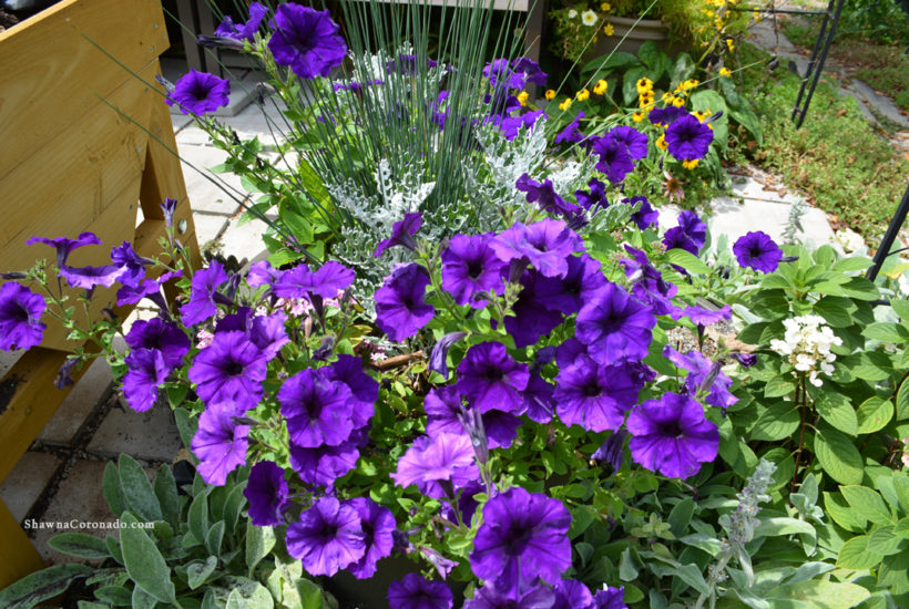 Easy as 1 2 3 Container Garden Planting Technique