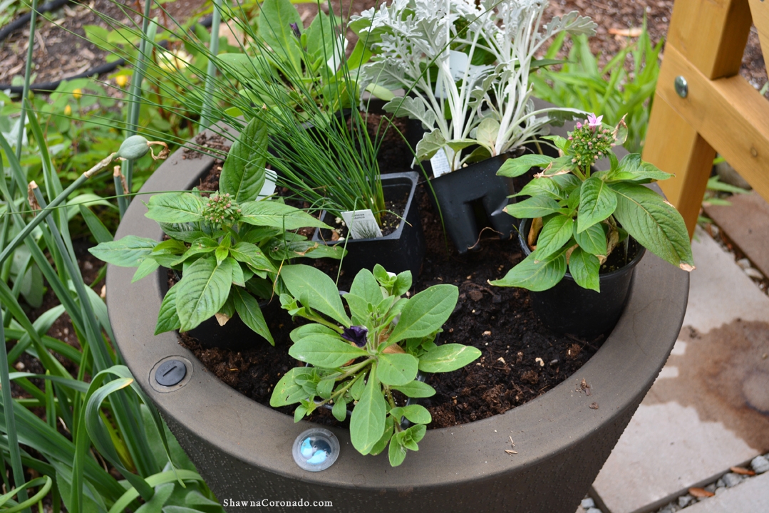 Container Garden technique prepped