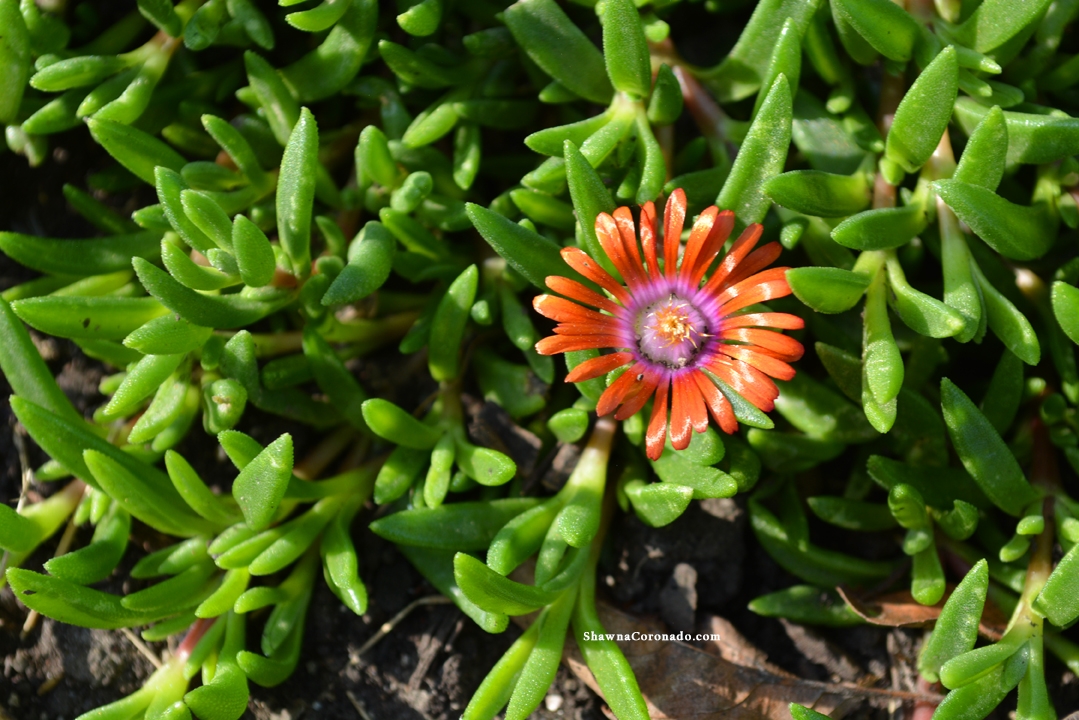 Hardy Ice Plant Is A Perfect Rock Garden Plant Shawnacoronado