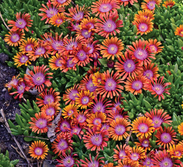 Hardy Ice Plant or Delosperma is a Perfect Rock Garden Plant