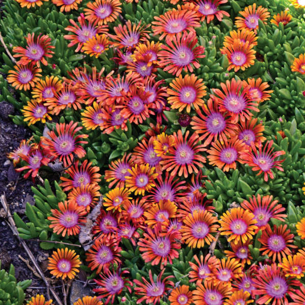 Hardy Ice Plant Is A Perfect Rock Garden Plant Shawnacoronado