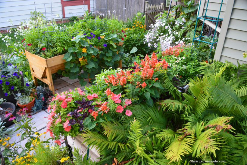 How to Plant a Pizza Garden