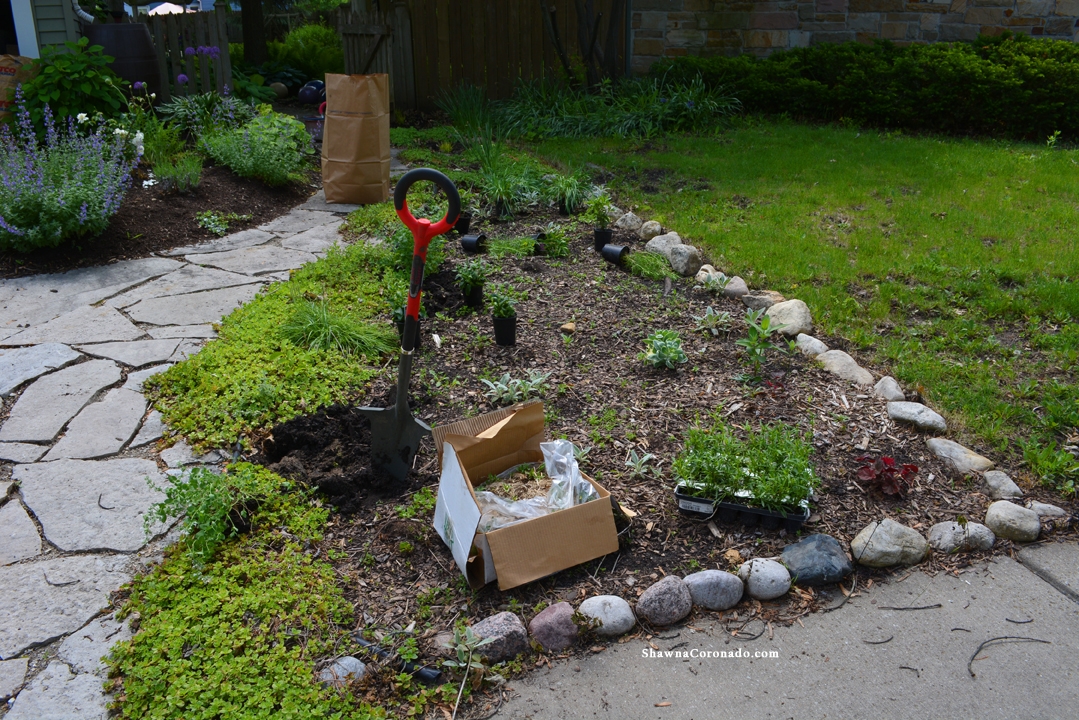 How to Rebuild a organic  Perennial Garden Bed Before Photo