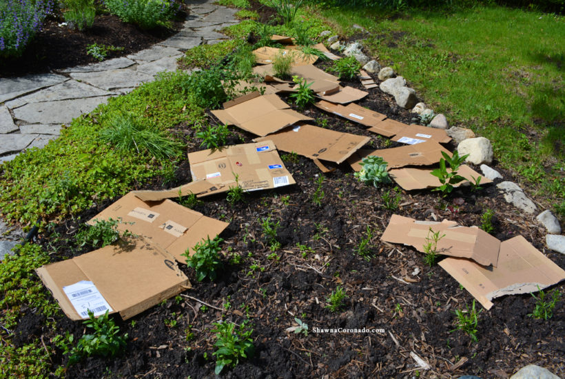 How to Rebuild a Perennial Garden Bed Cardboard Layering ⋆ Shawna Coronado