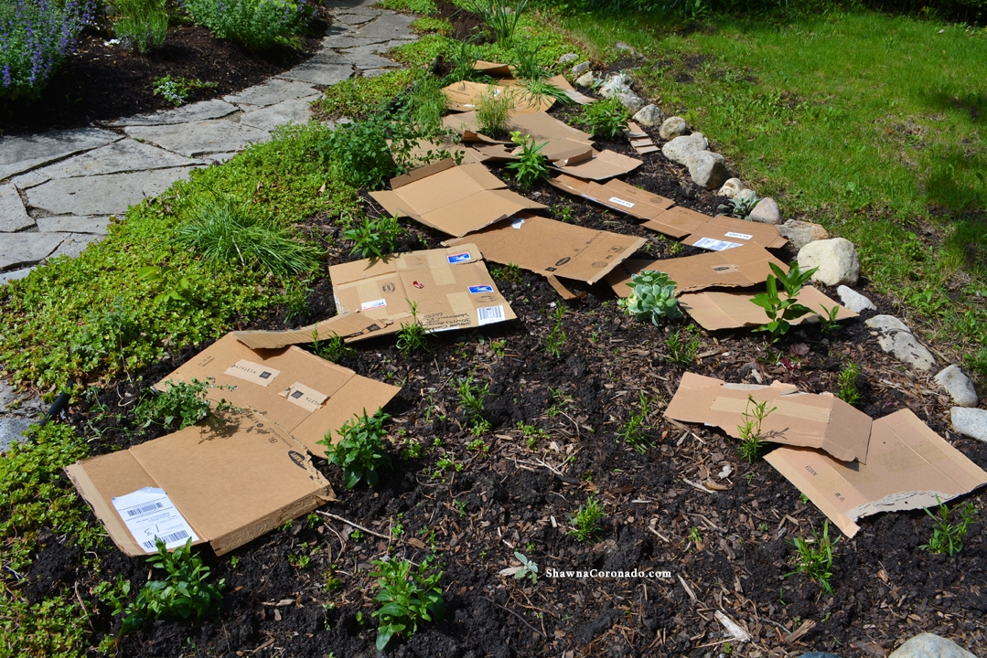 How to Rebuild a organic Perennial Garden Bed Cardboard Layering